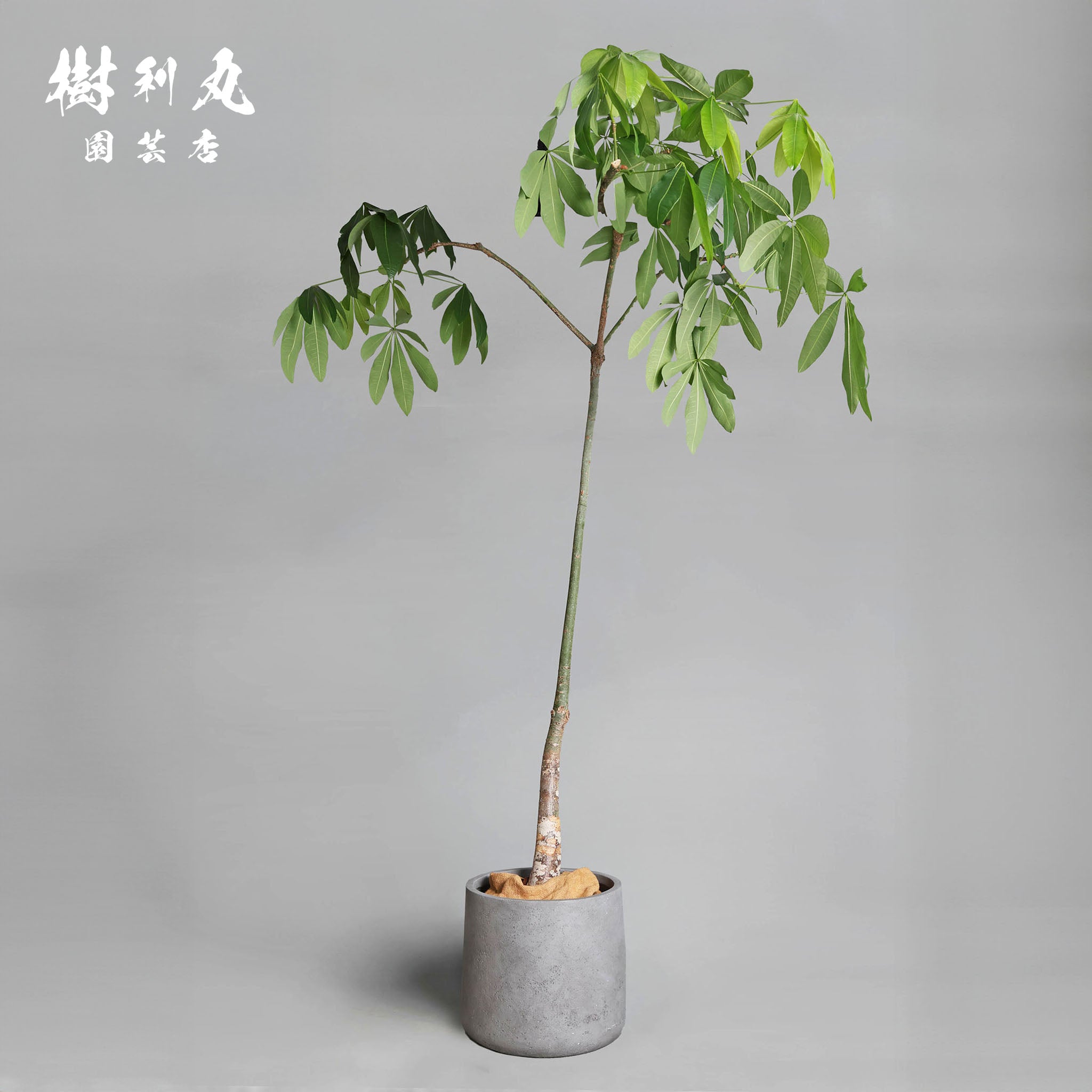 パキラ – 樹利丸 園芸店