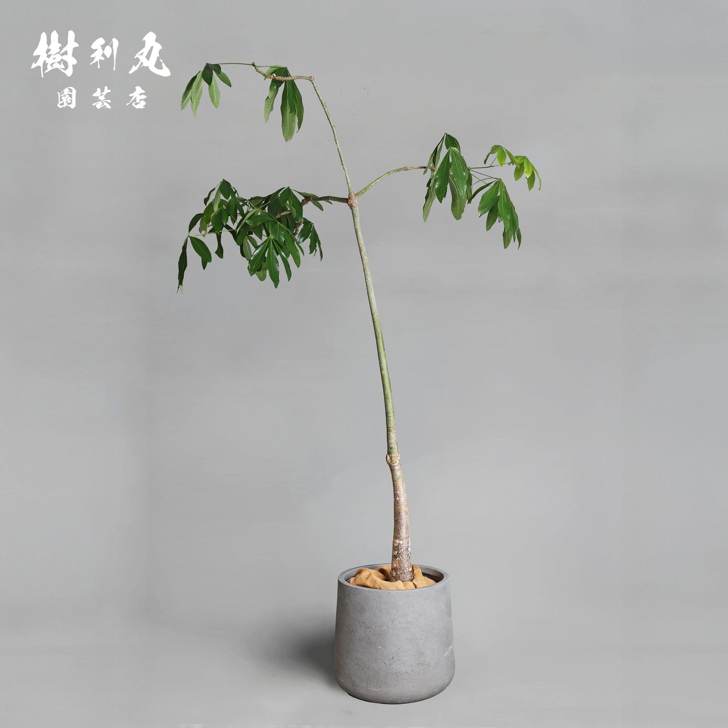 静かな弓に、力宿る - パキラ