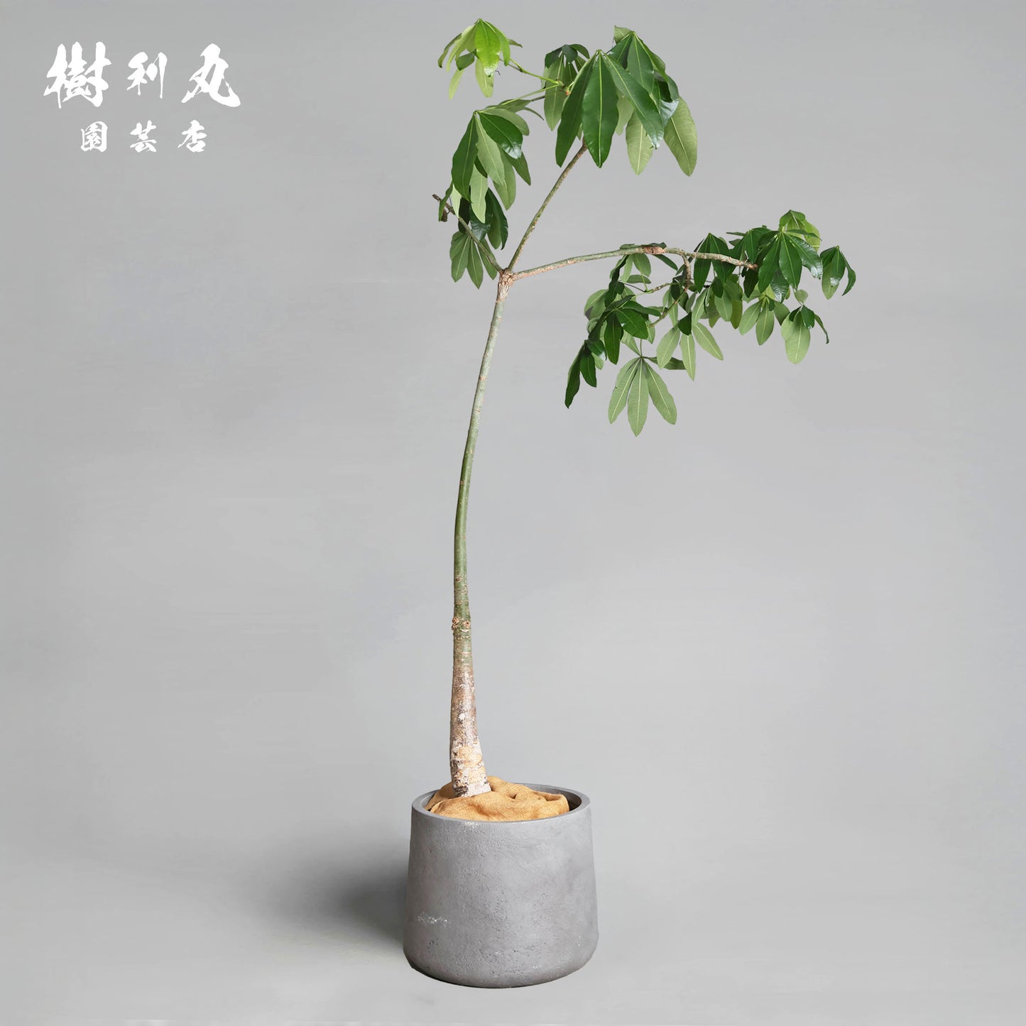 静かな弓に、力宿る - パキラ