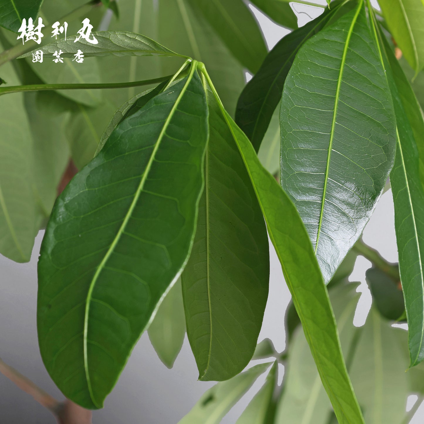 静かな弓に、力宿る - パキラ