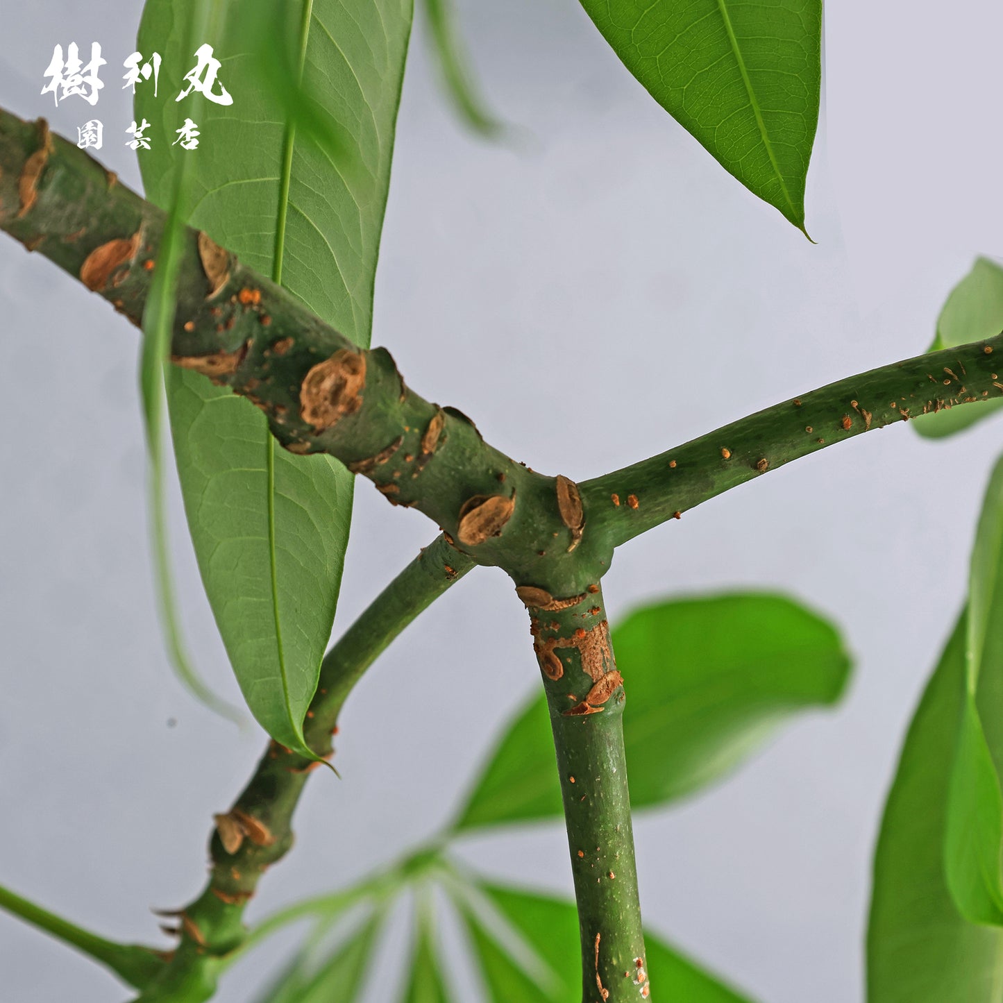 静かな弓に、力宿る - パキラ