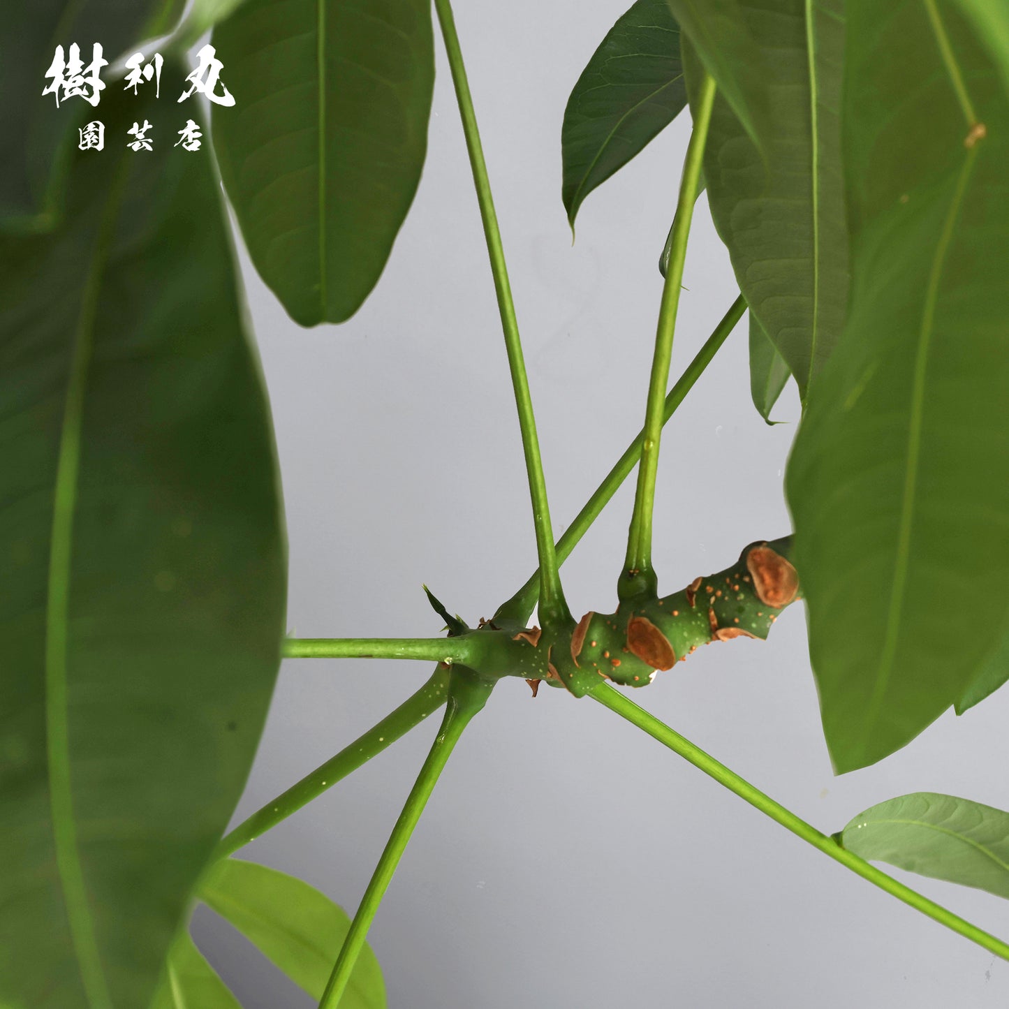 静かな弓に、力宿る - パキラ