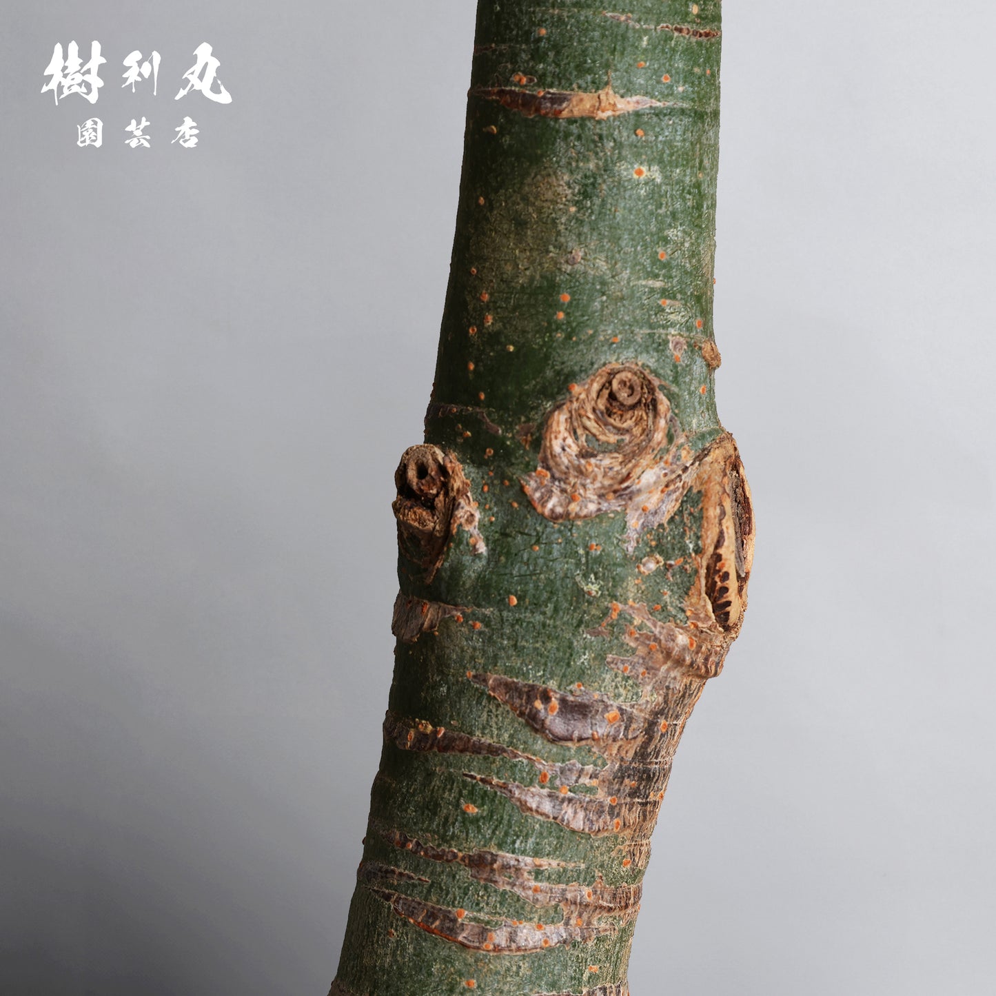 静かな弓に、力宿る - パキラ