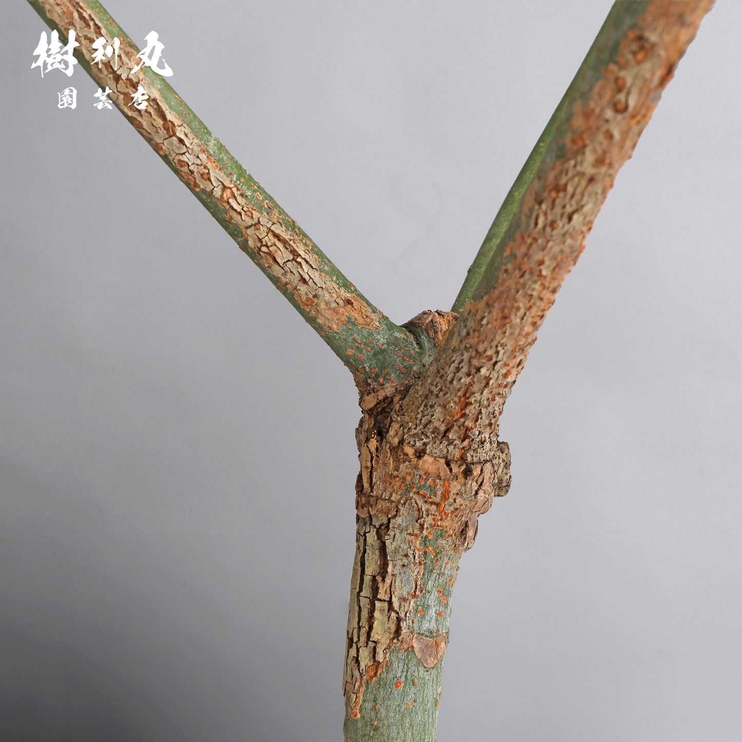 静かな弓に、力宿る - パキラ