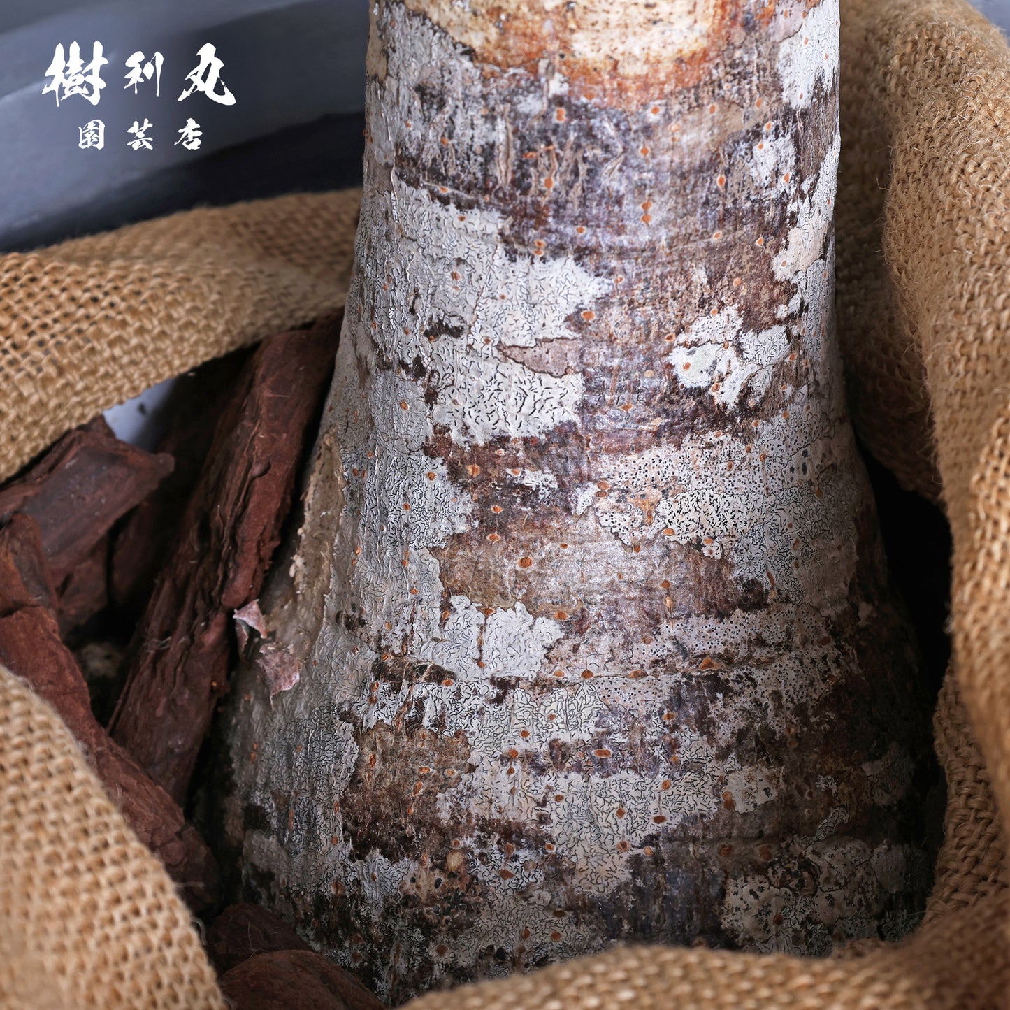 静かな弓に、力宿る - パキラ