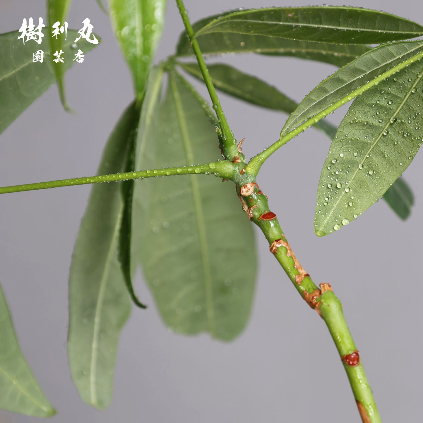 小さき幹に、芯は通る - パキラ