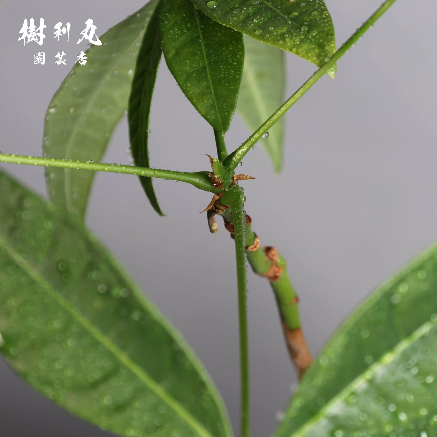 小さき幹に、芯は通る - パキラ