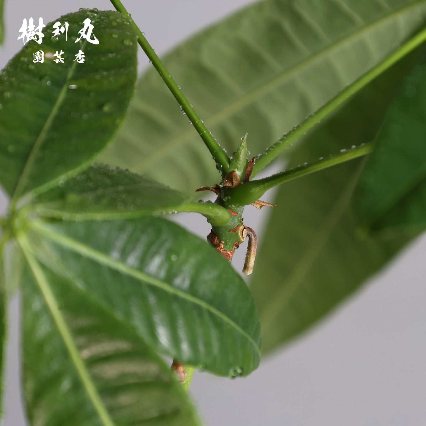 小さき幹に、芯は通る - パキラ