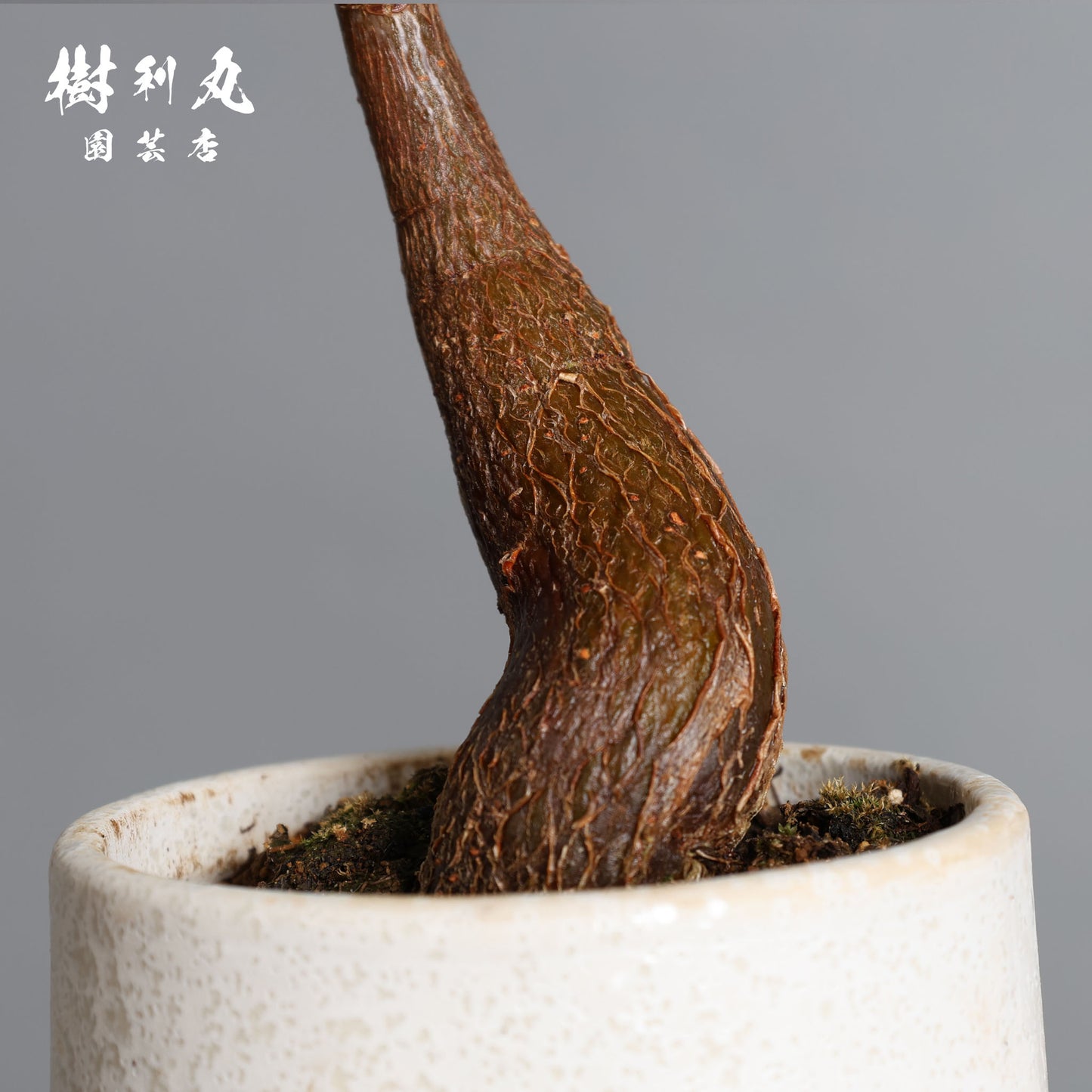 小さき幹に、芯は通る - パキラ