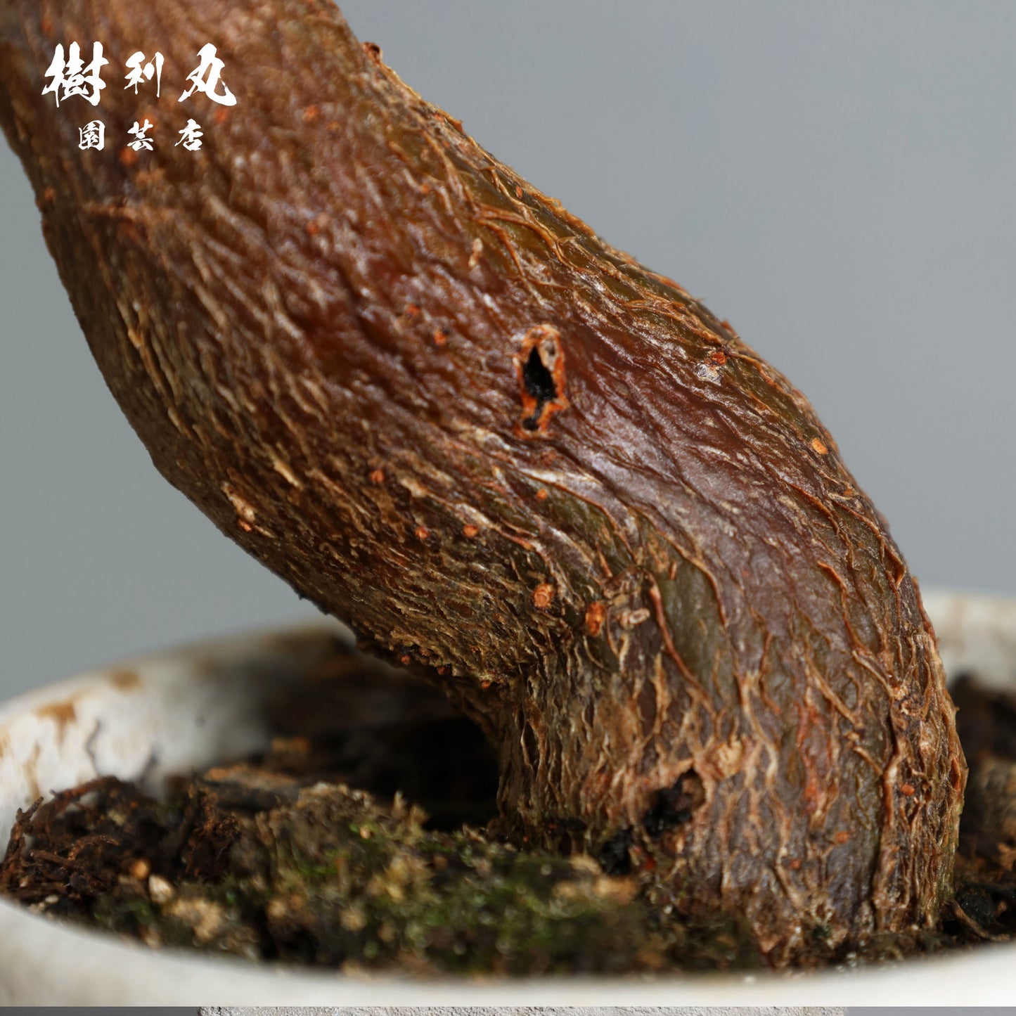 小さき幹に、芯は通る - パキラ