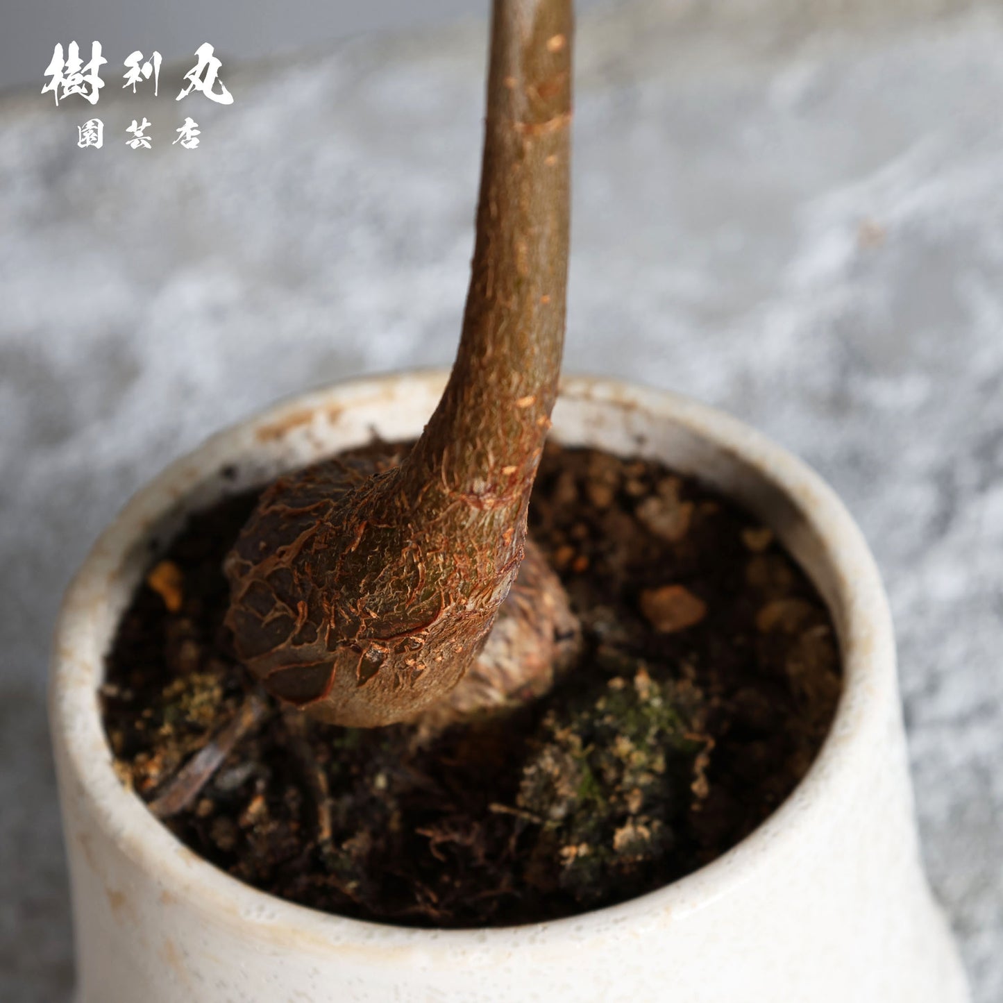 小さき幹に、芯は通る - パキラ