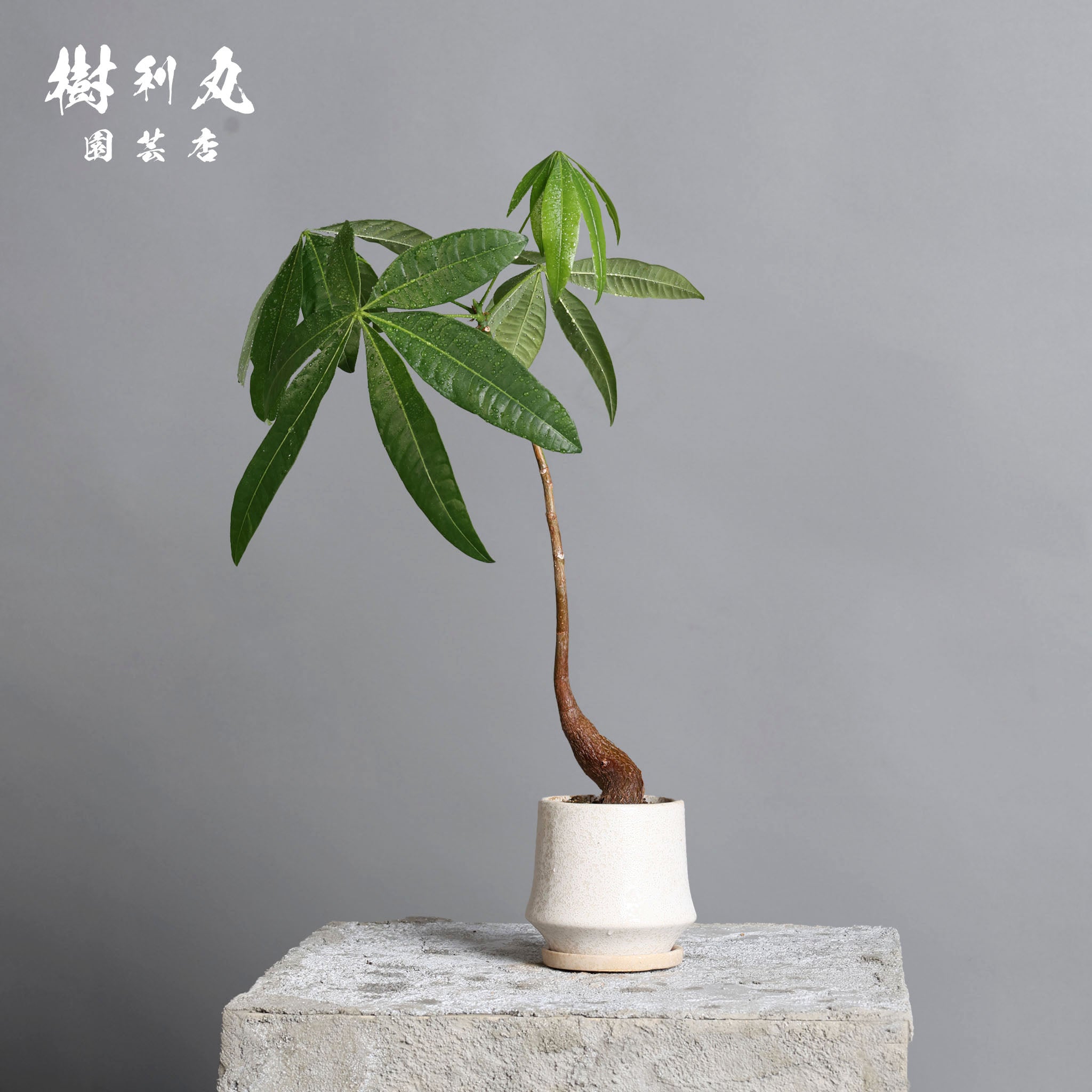 パキラ – 樹利丸 園芸店