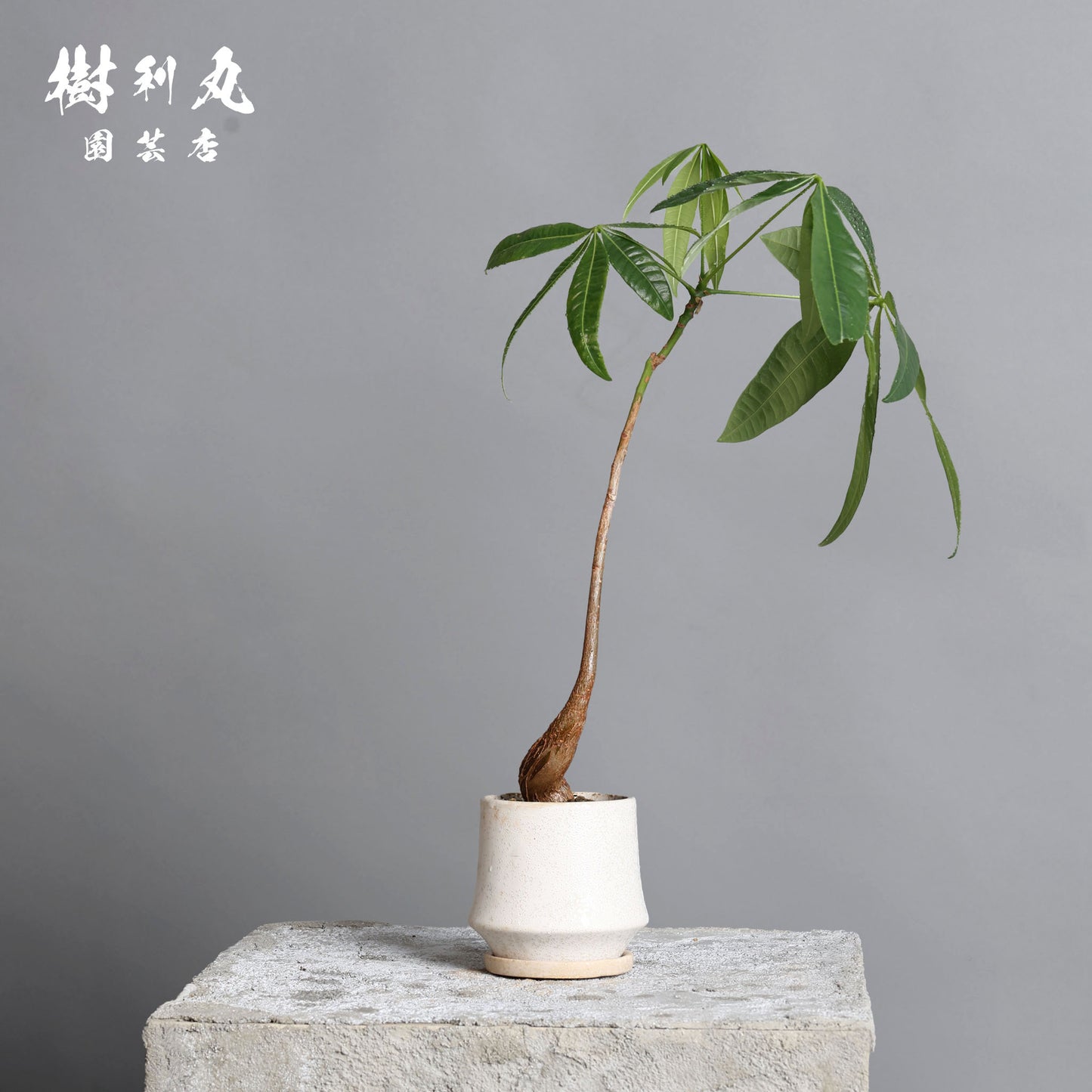 小さき幹に、芯は通る - パキラ
