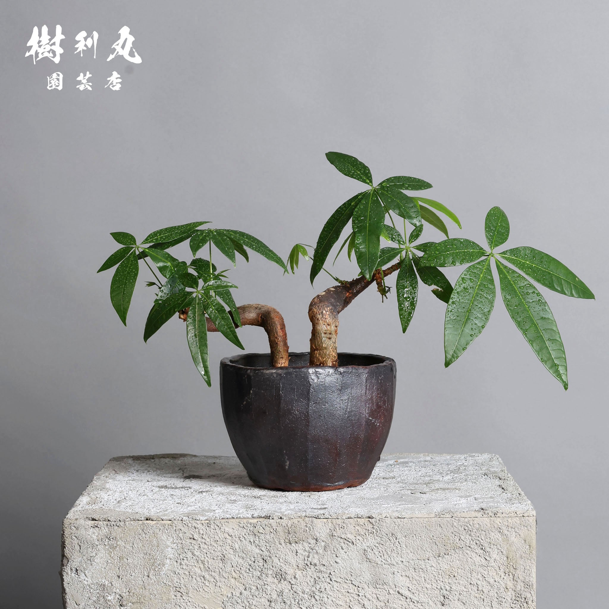 パキラの実　33個 パキラの実 33個 パキラの実 33個 - メルカリ