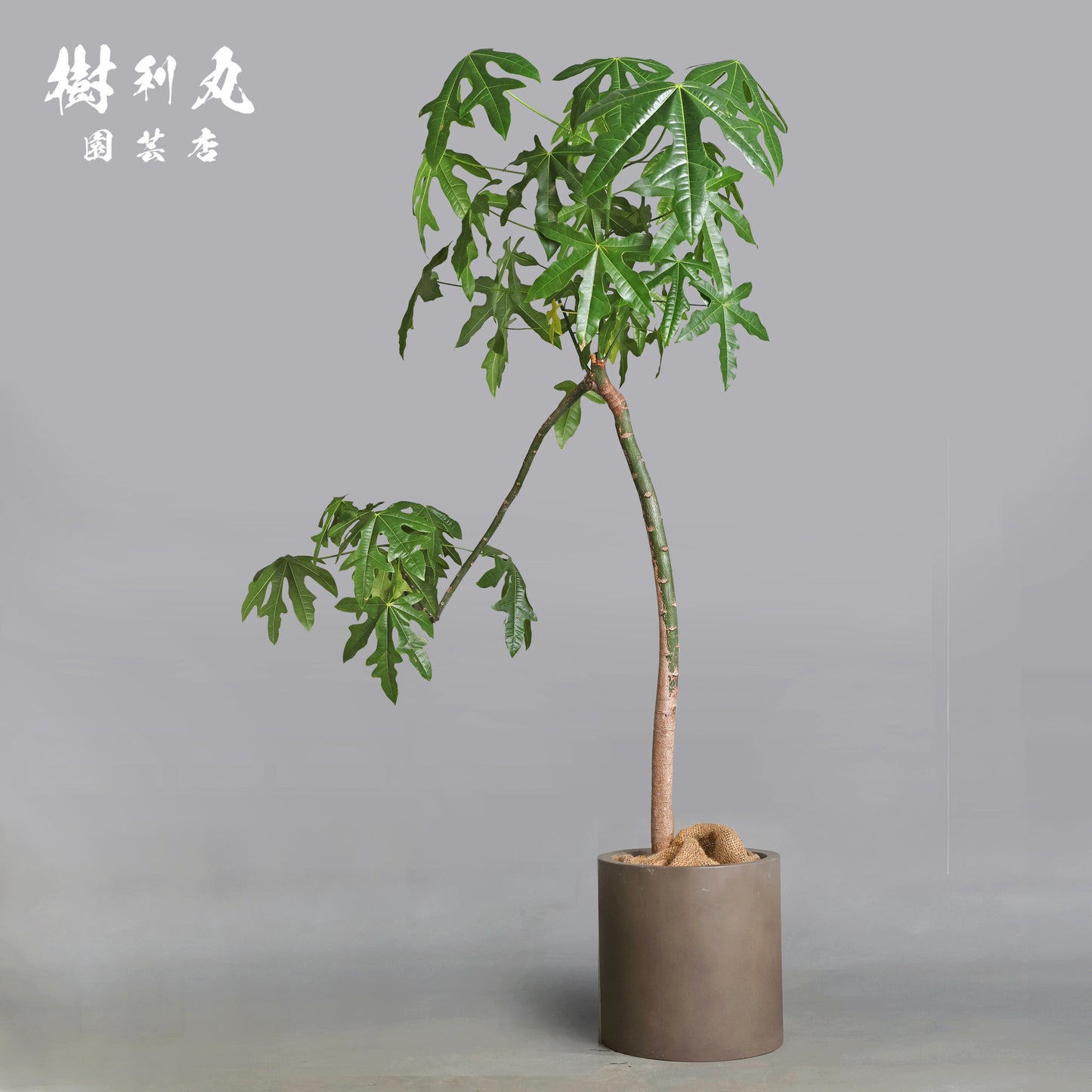 伸びる者の風格 - プラキチトン アケリフォリウス