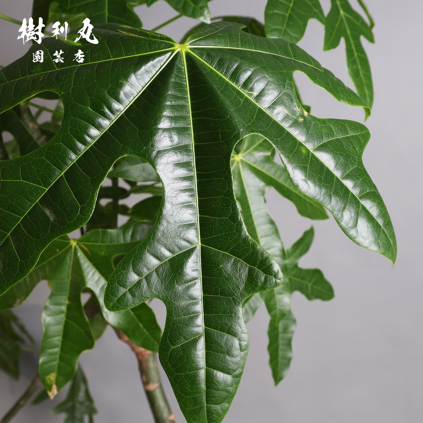 伸びる者の風格 - プラキチトン アケリフォリウス