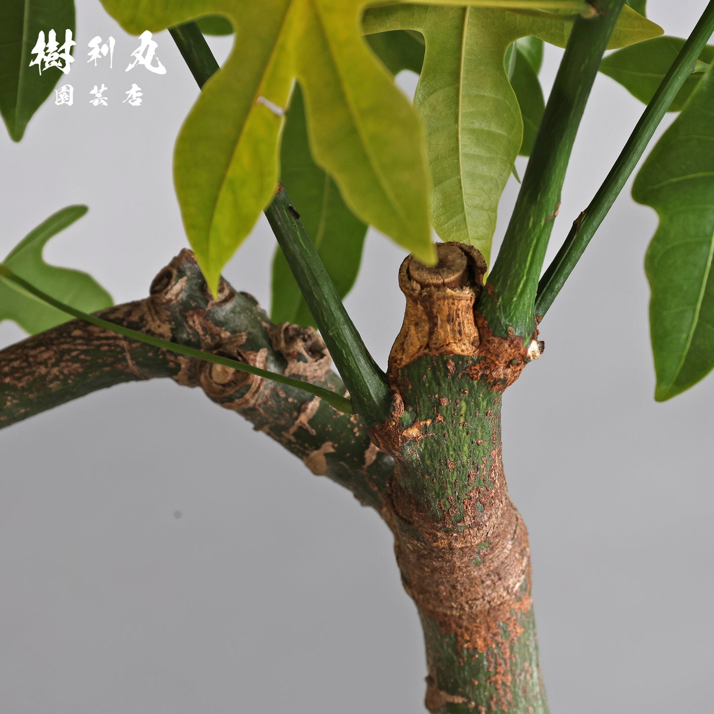 伸びる者の風格 - プラキチトン アケリフォリウス