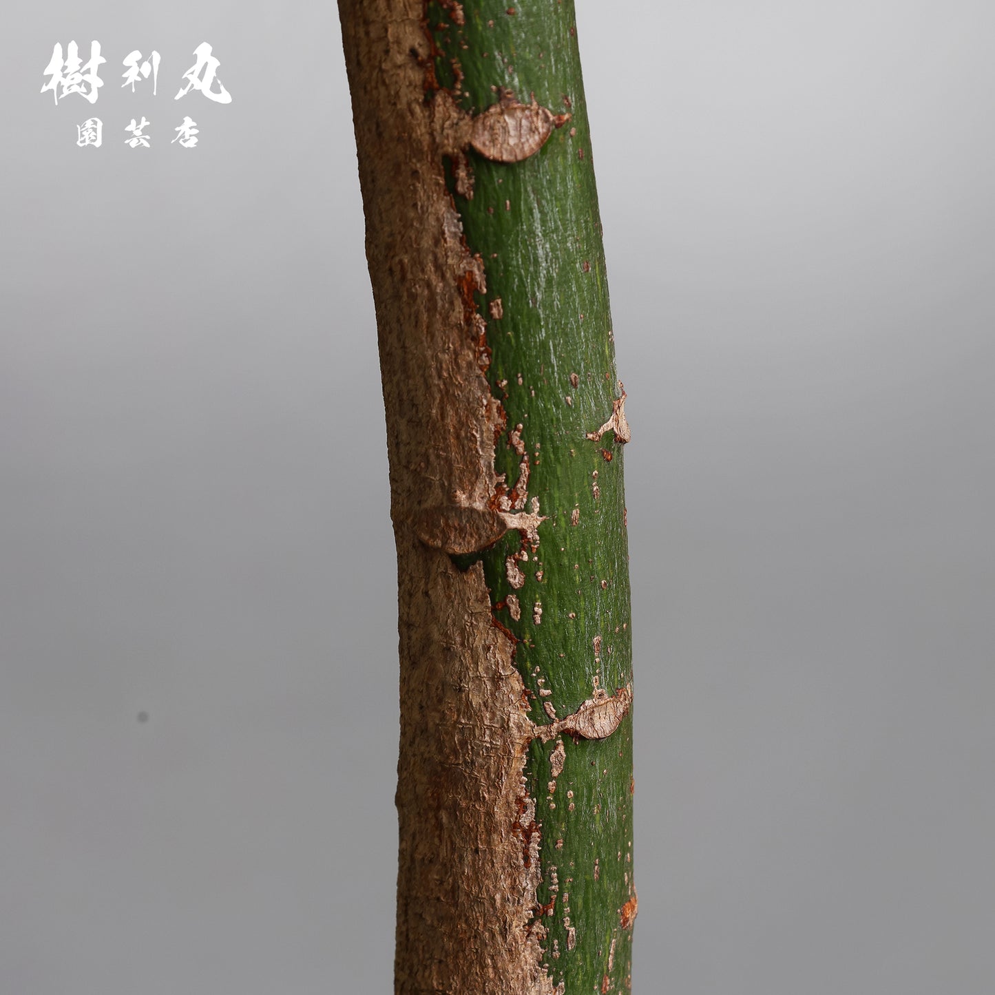 伸びる者の風格 - プラキチトン アケリフォリウス