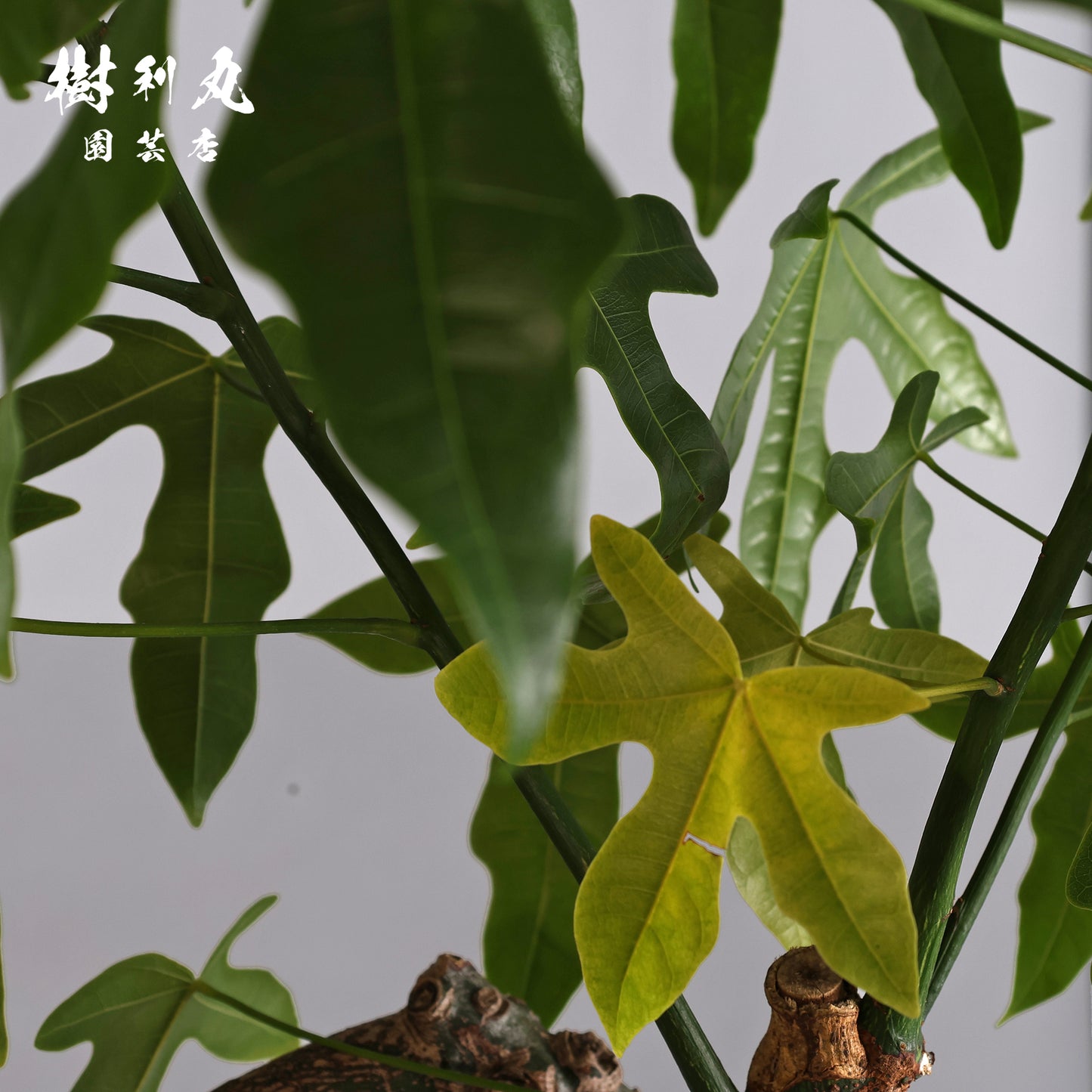 伸びる者の風格 - プラキチトン アケリフォリウス