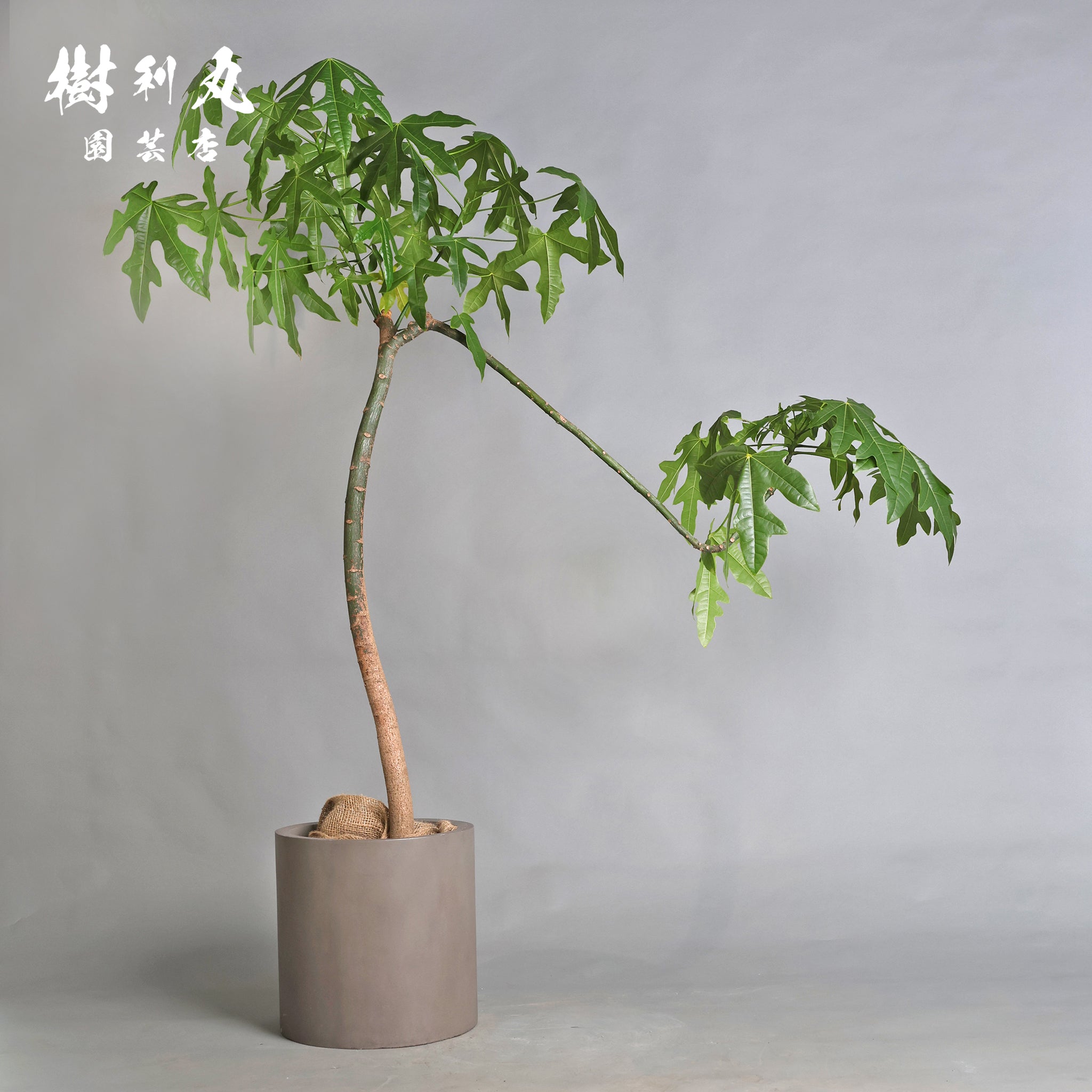 伸びる者の風格 - プラキチトン アケリフォリウス｜商品｜ 樹利丸 園芸店