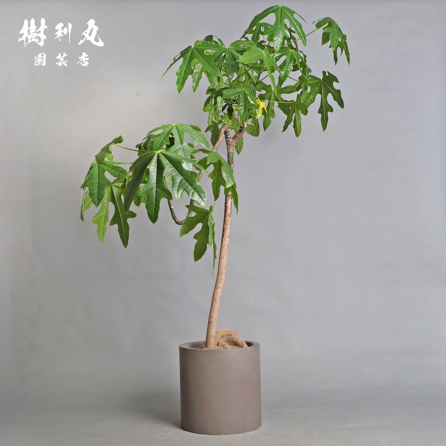 伸びる者の風格 - プラキチトン アケリフォリウス