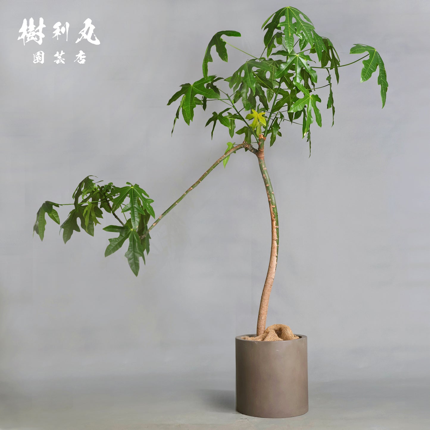 伸びる者の風格 - プラキチトン アケリフォリウス