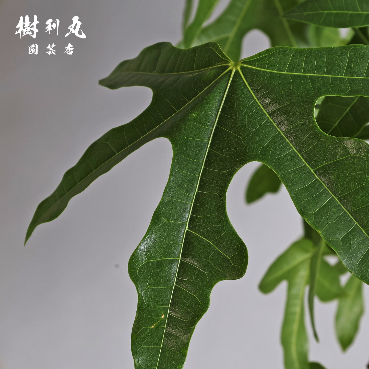 伸びる者の風格 - プラキチトン アケリフォリウス