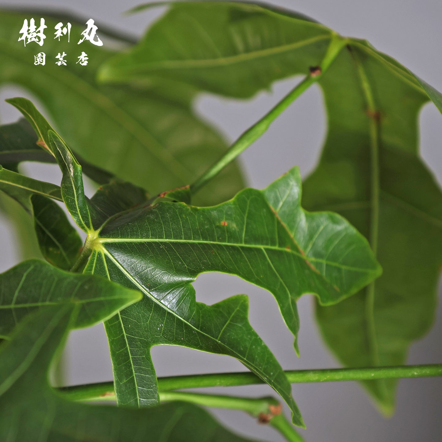 伸びる者の風格 - プラキチトン アケリフォリウス