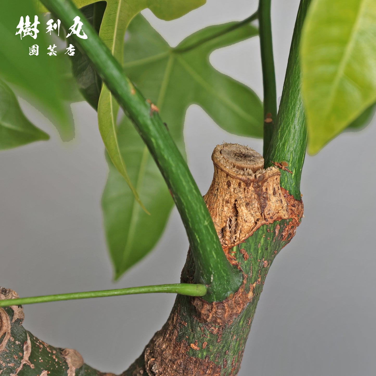 伸びる者の風格 - プラキチトン アケリフォリウス