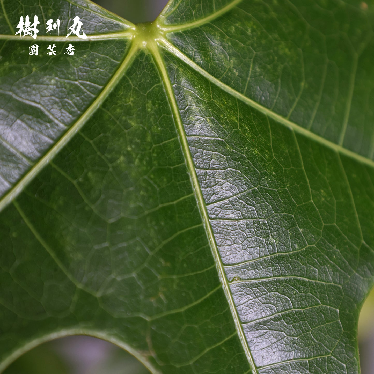 伸びる者の風格 - プラキチトン アケリフォリウス