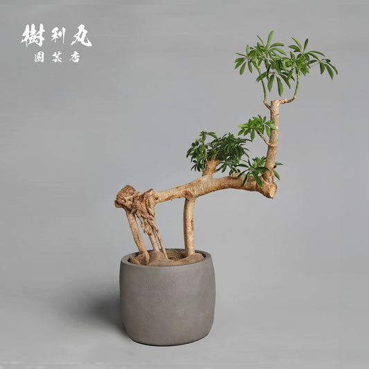 不完全の中に、完成を見る - シェフレラ