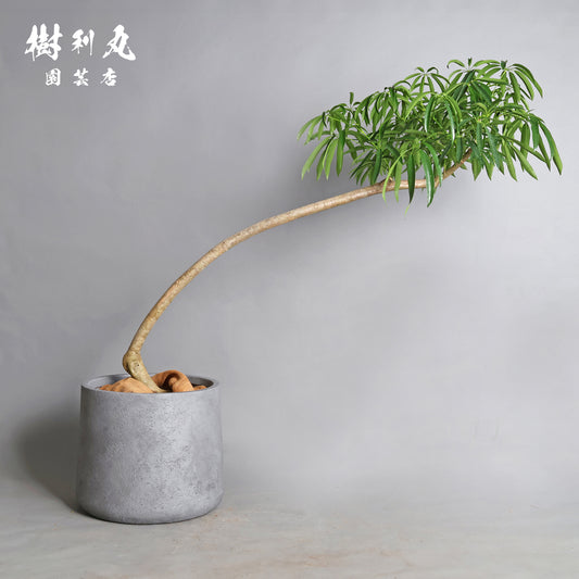 信じた方角に、伸びよ - シェフレラ