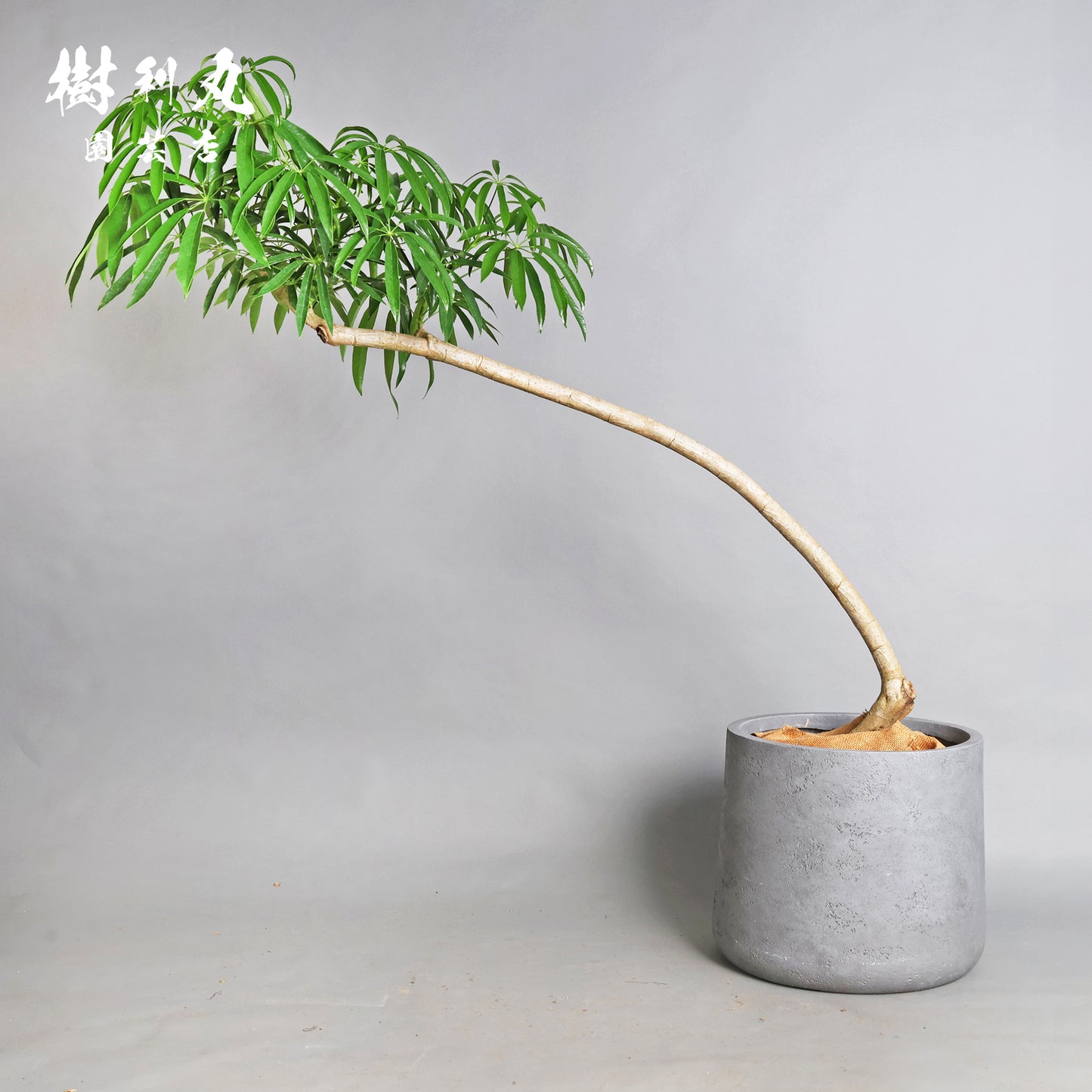 信じた方角に、伸びよ - シェフレラ