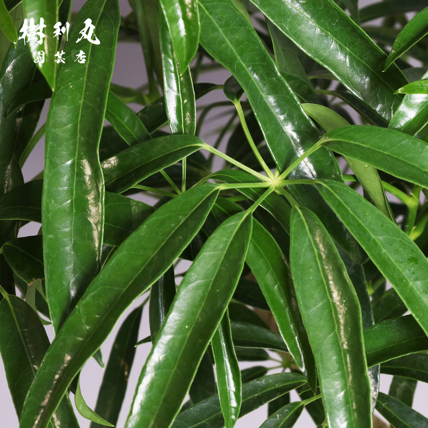 信じた方角に、伸びよ - シェフレラ