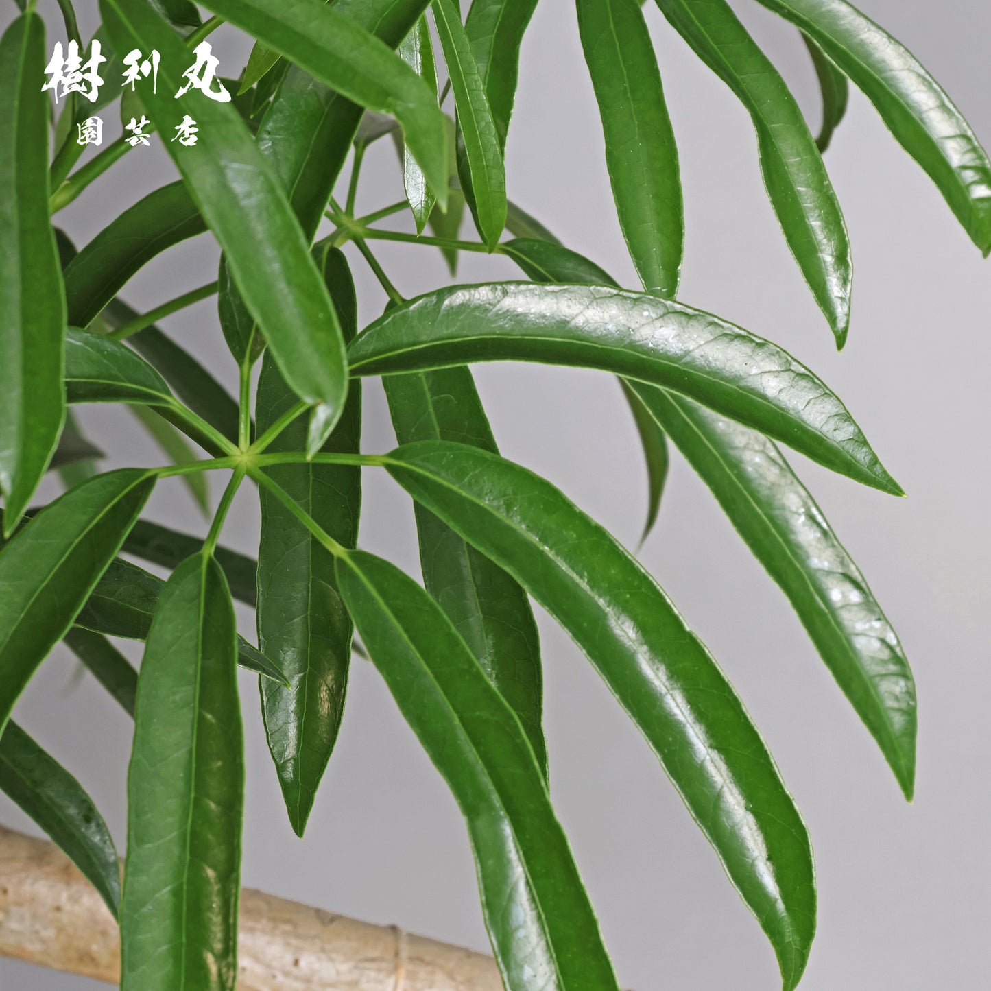 信じた方角に、伸びよ - シェフレラ