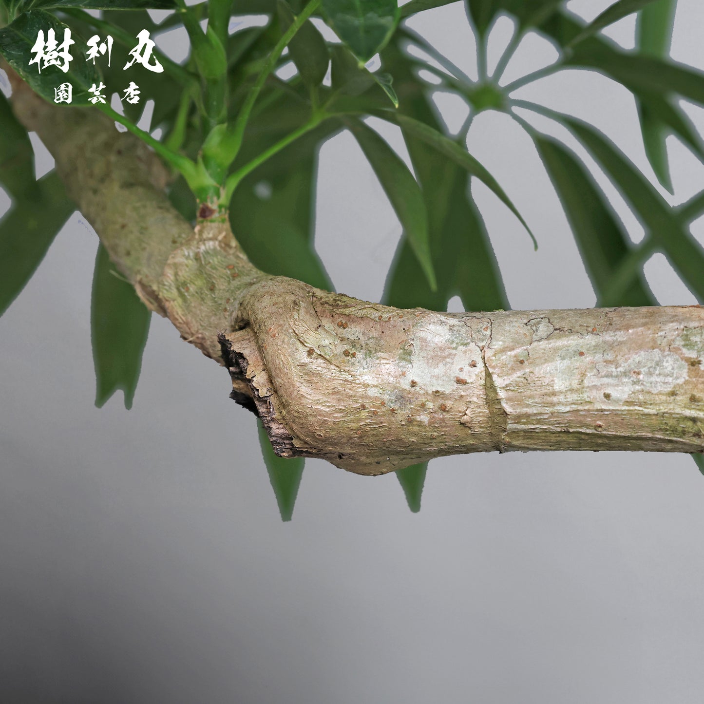 信じた方角に、伸びよ - シェフレラ