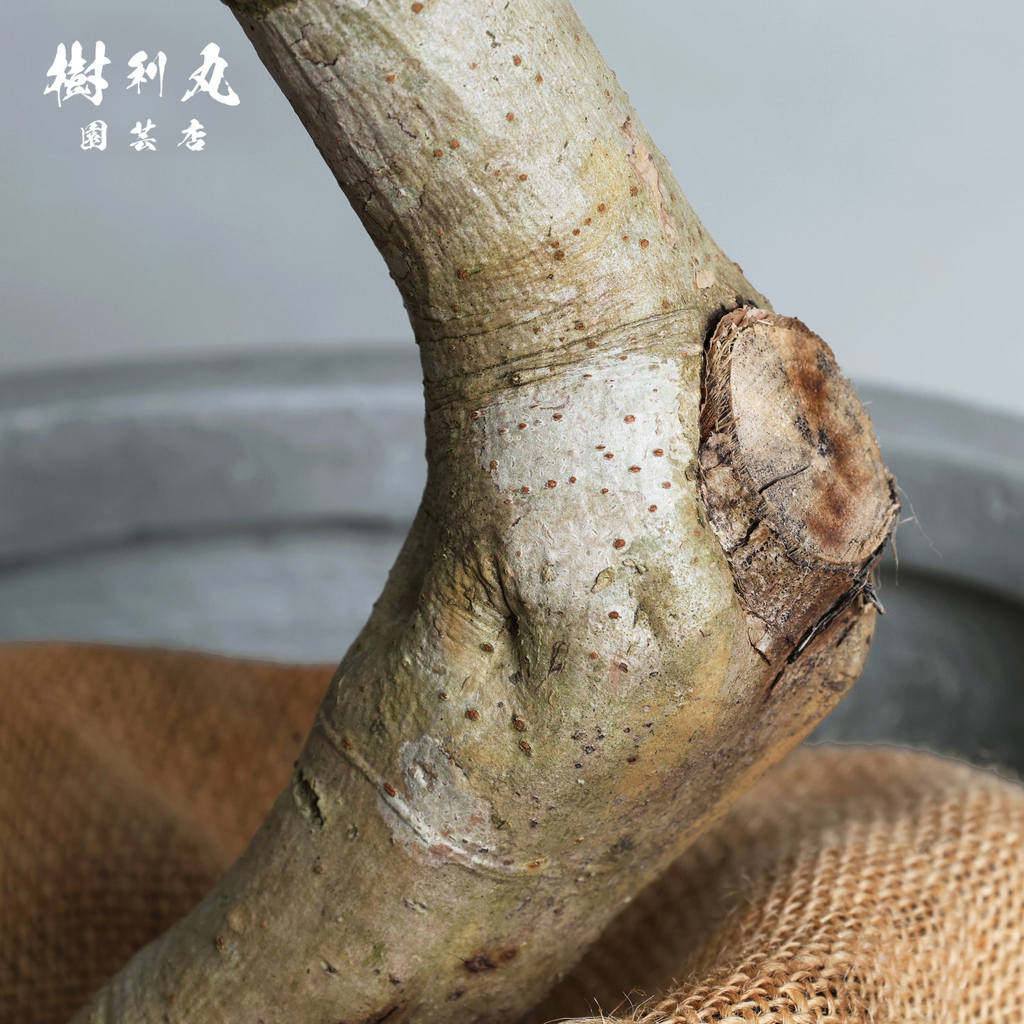 信じた方角に、伸びよ - シェフレラ