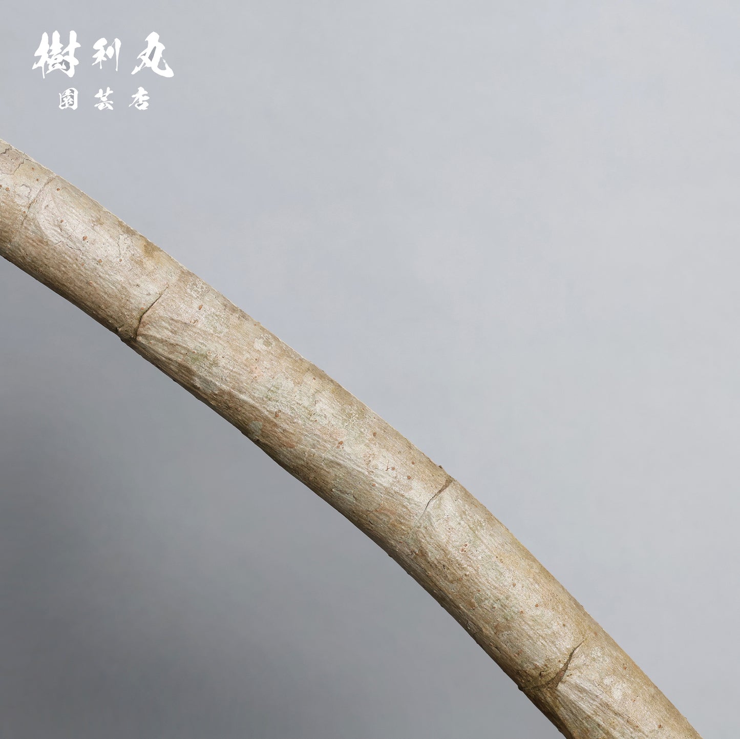 信じた方角に、伸びよ - シェフレラ