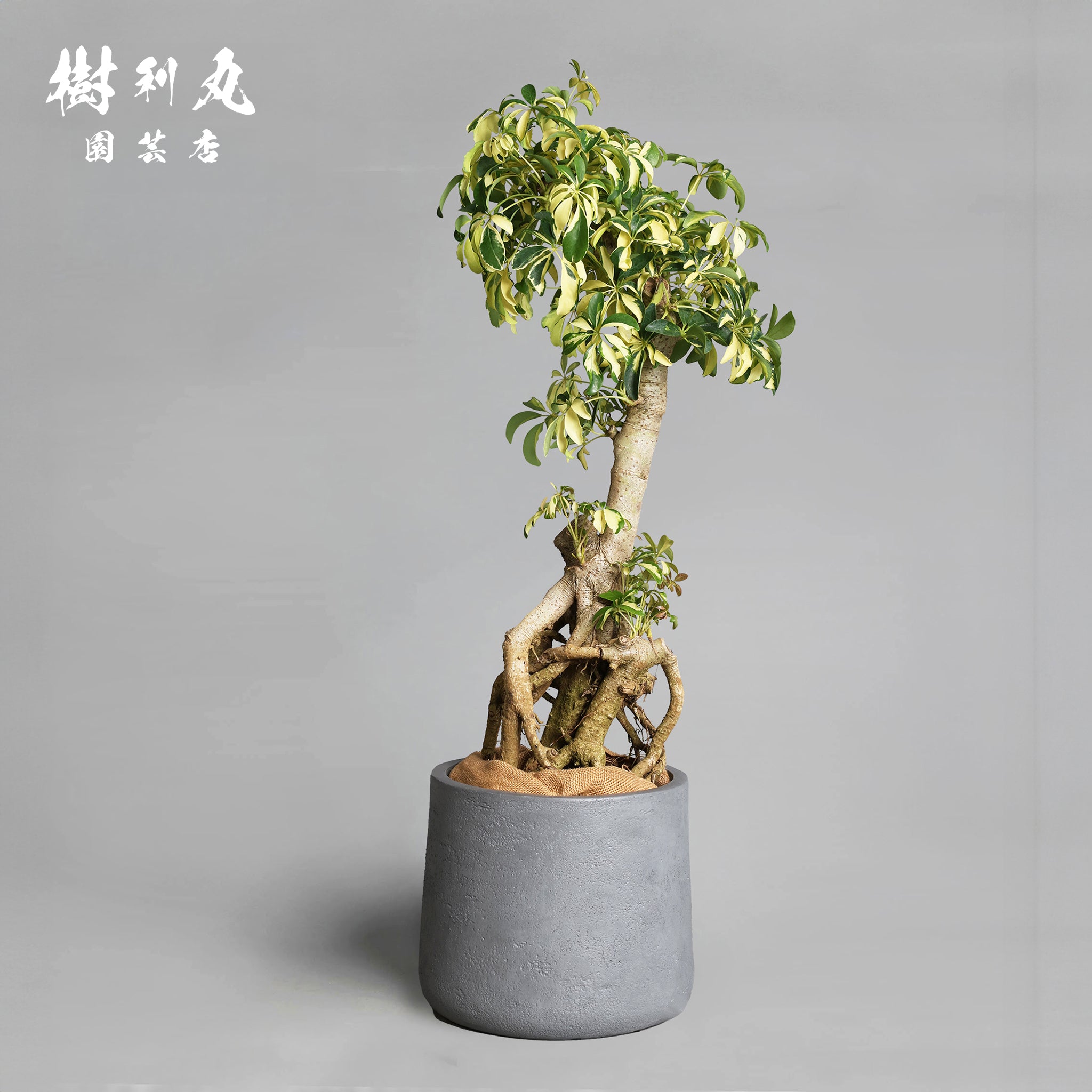 シェフレラ（カポック） – 樹利丸 園芸店