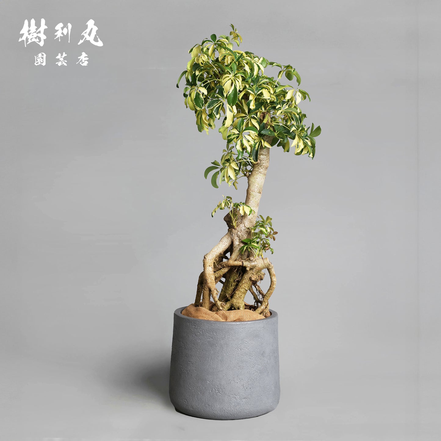 誇りは音なく立つ - シェフレラ