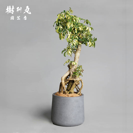 誇りは音なく立つ - シェフレラ