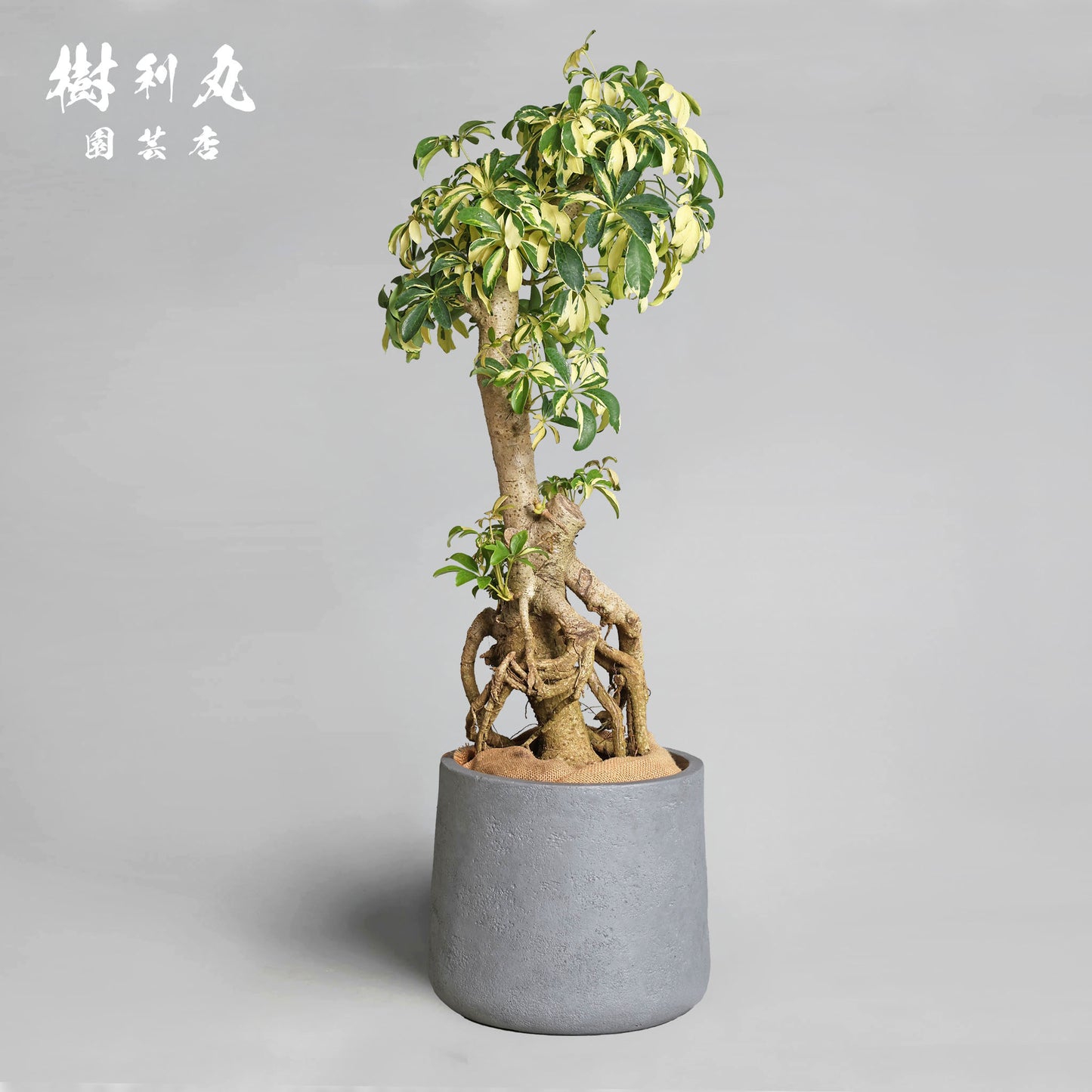 誇りは音なく立つ - シェフレラ