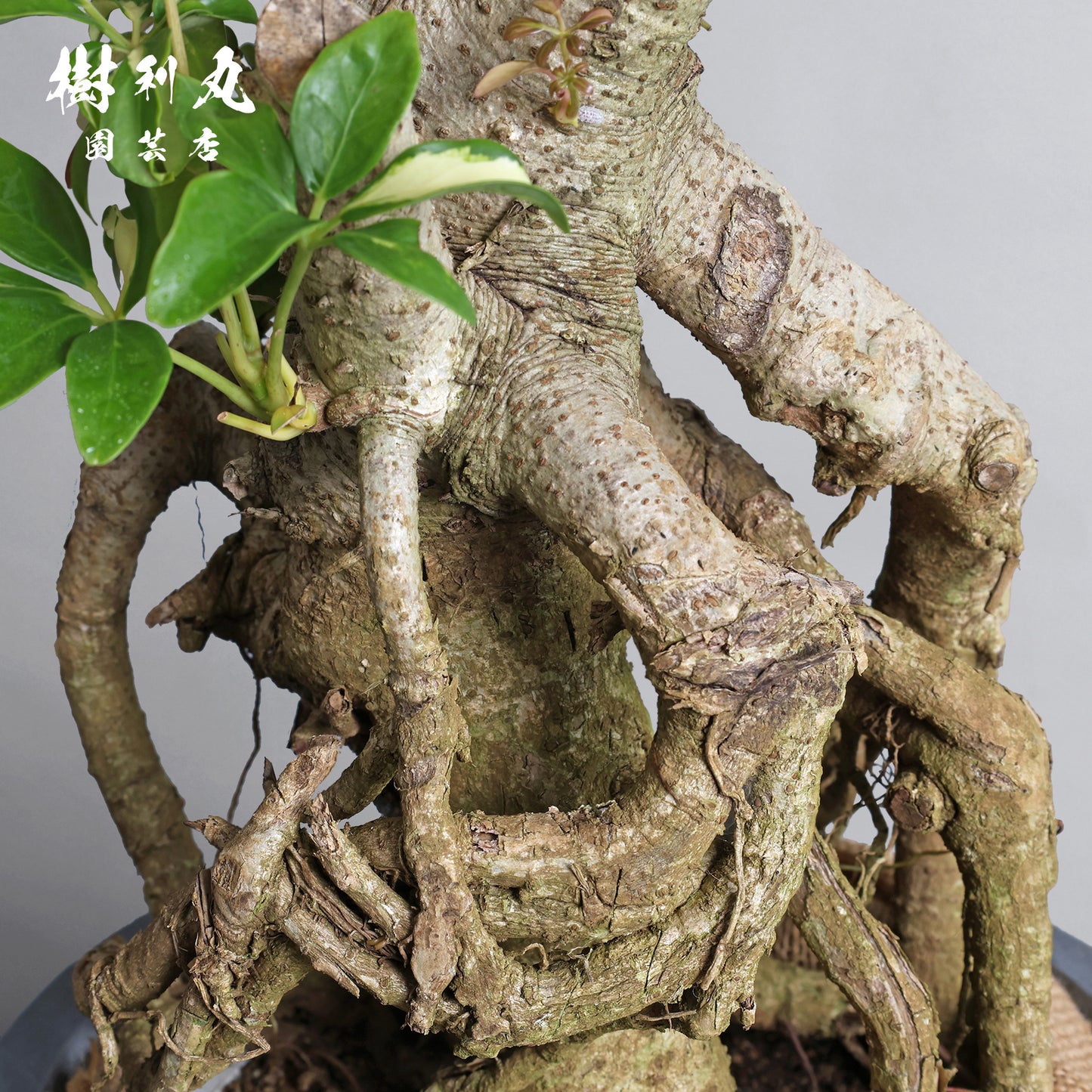 誇りは音なく立つ - シェフレラ