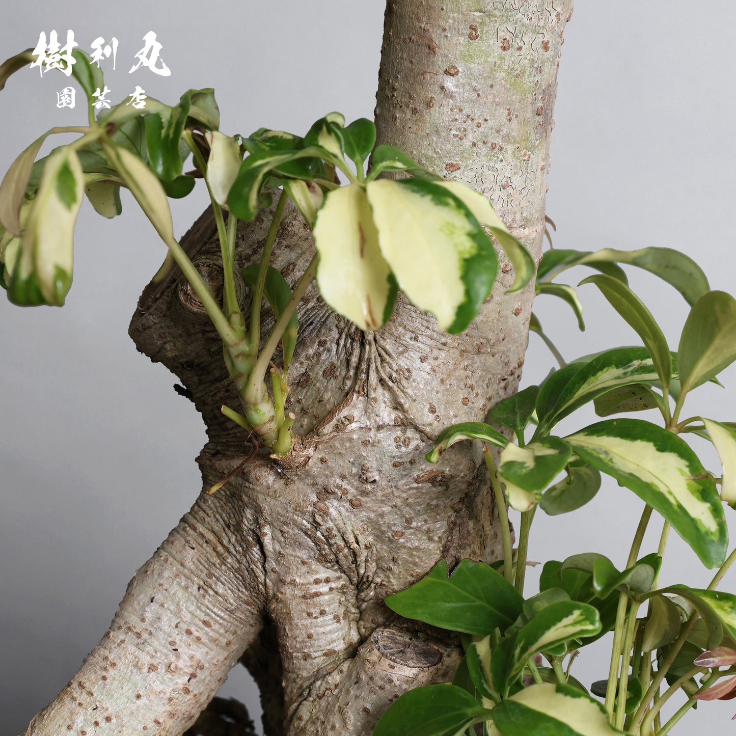 誇りは音なく立つ - シェフレラ