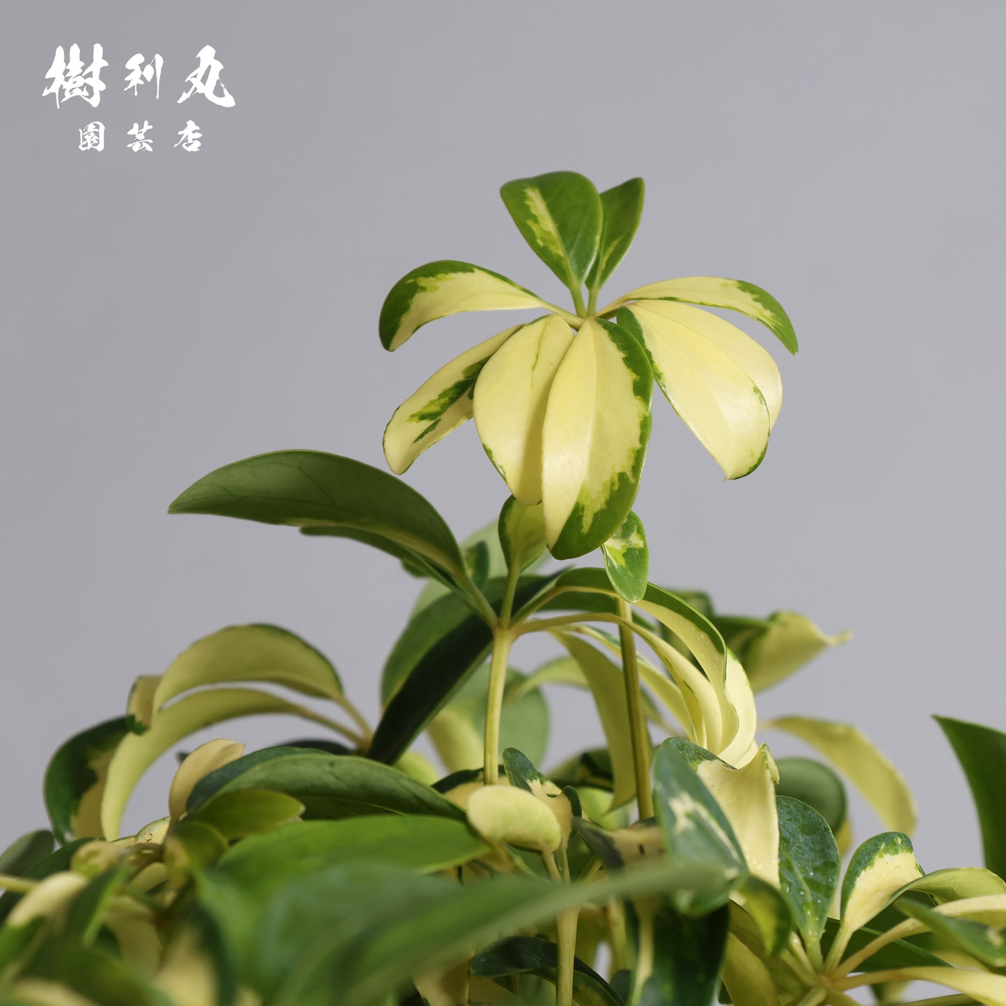 誇りは音なく立つ - シェフレラ