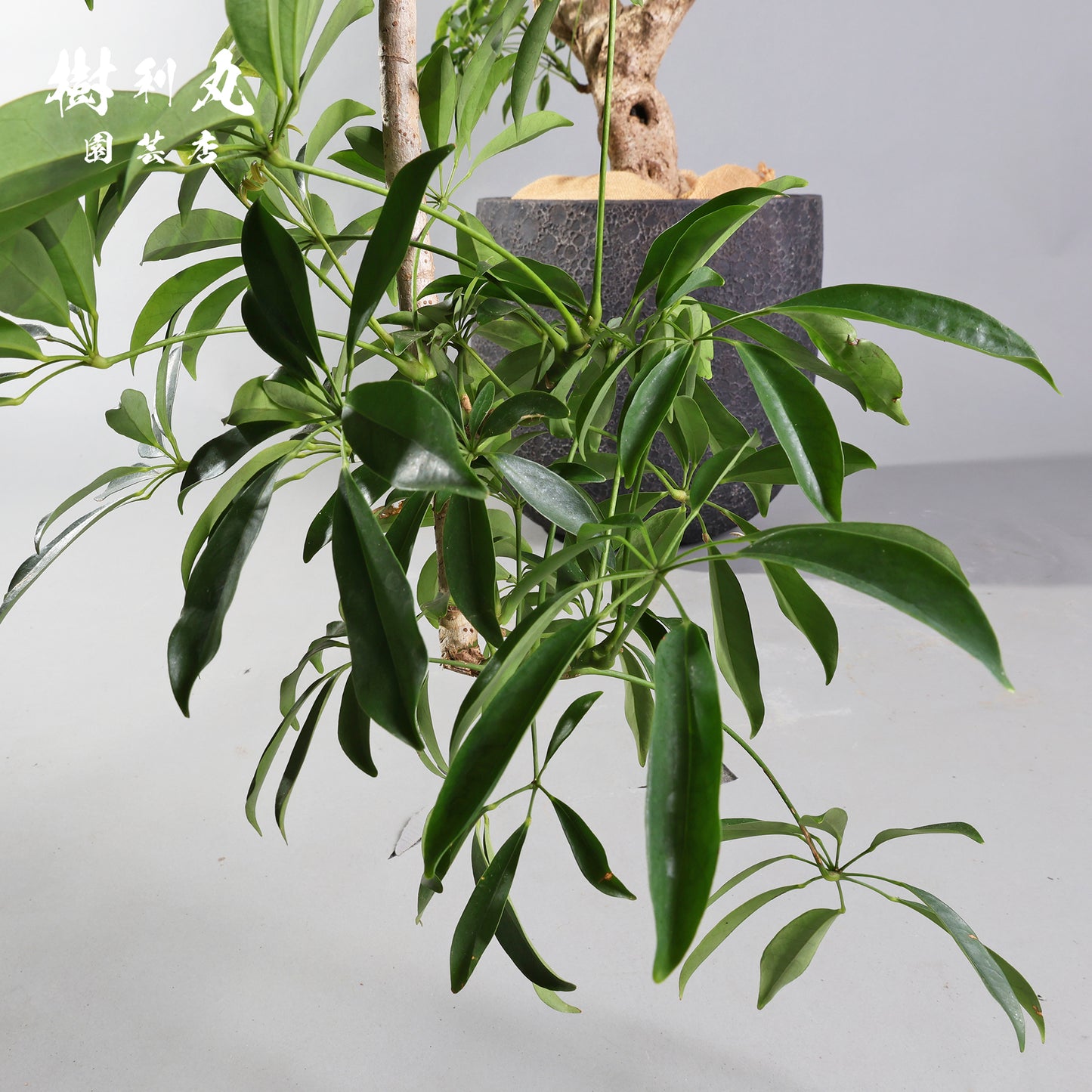 やわらかく、したたかに - シェフレラ