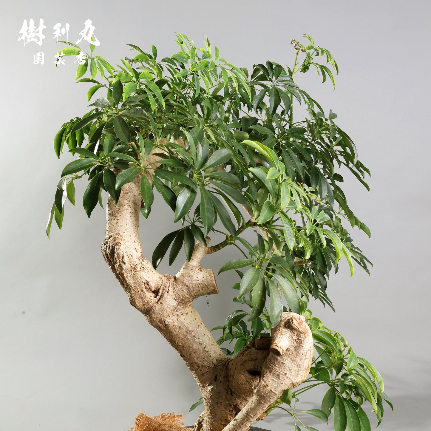 やわらかく、したたかに - シェフレラ