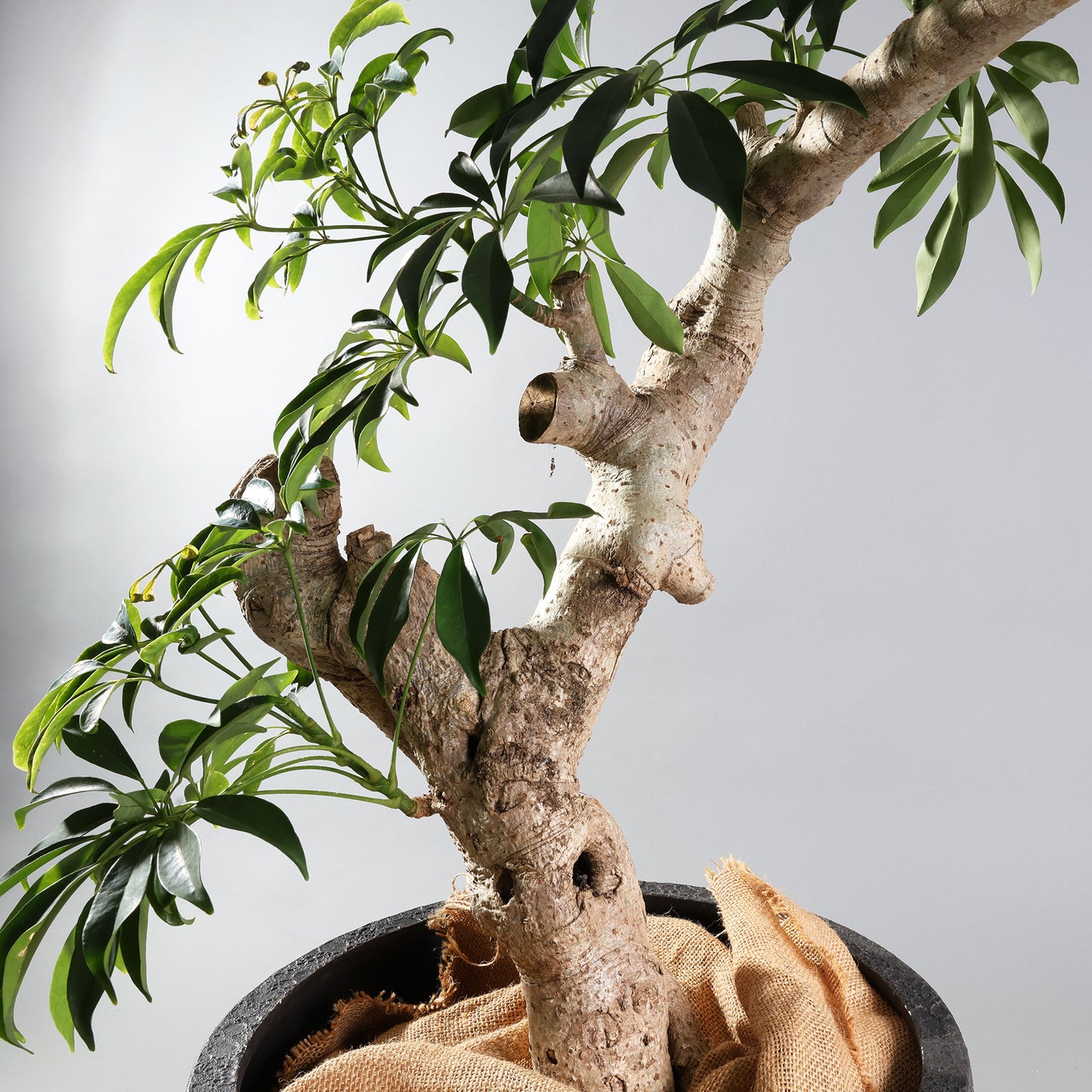 やわらかく、したたかに - シェフレラ