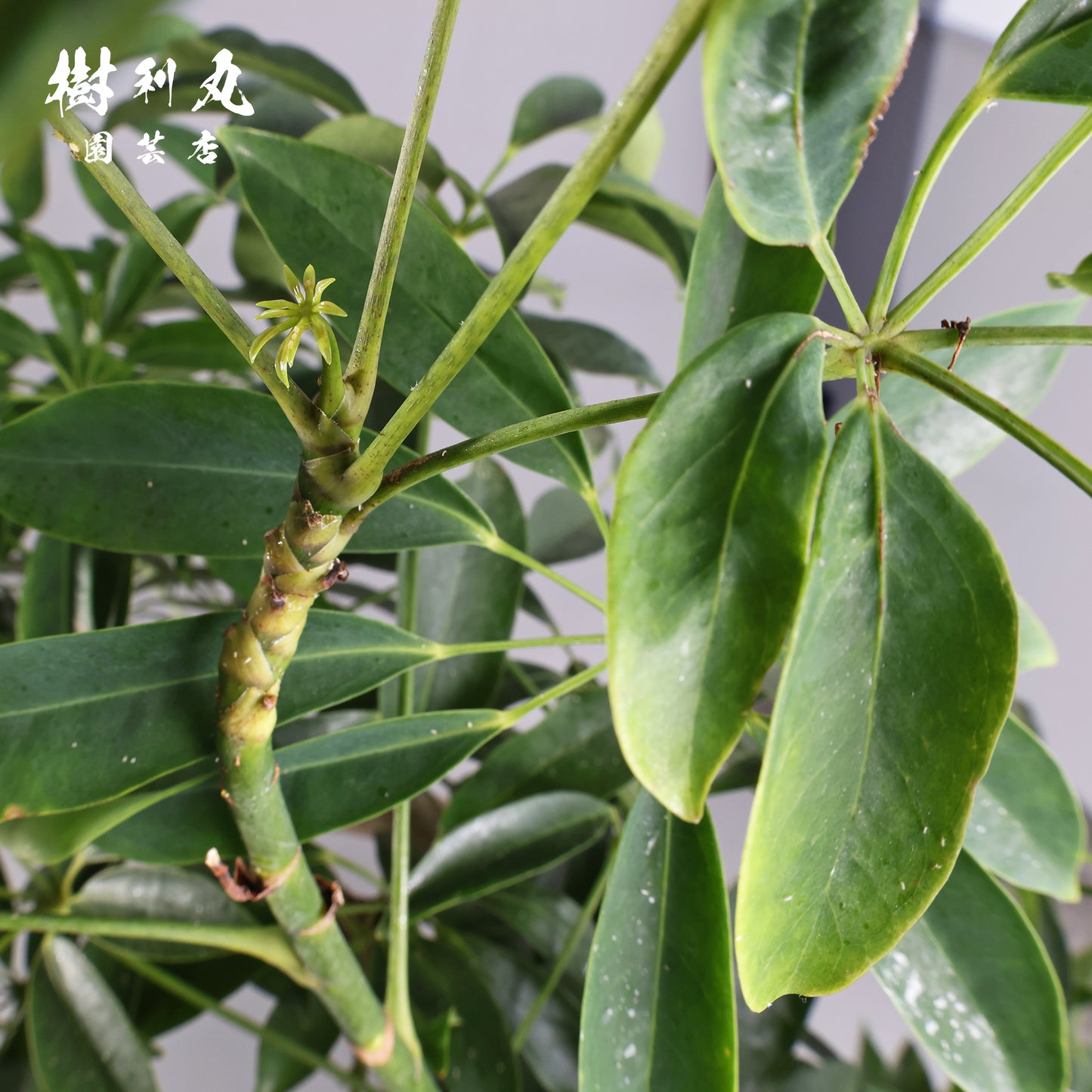 やわらかく、したたかに - シェフレラ