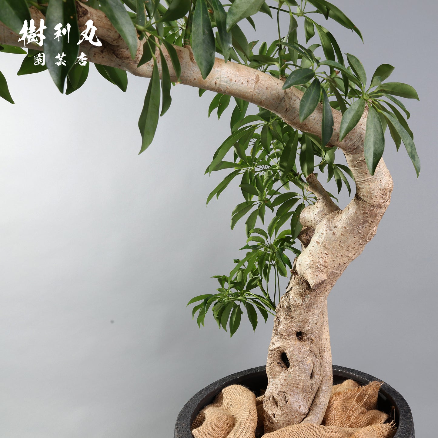 やわらかく、したたかに - シェフレラ